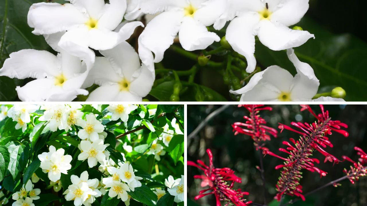 Best Plants for Partial Sun in Florida