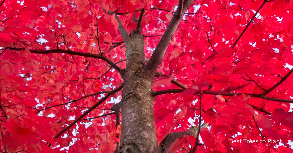 Top 10 Best Trees in Florida: Stunning & Effortless Choices