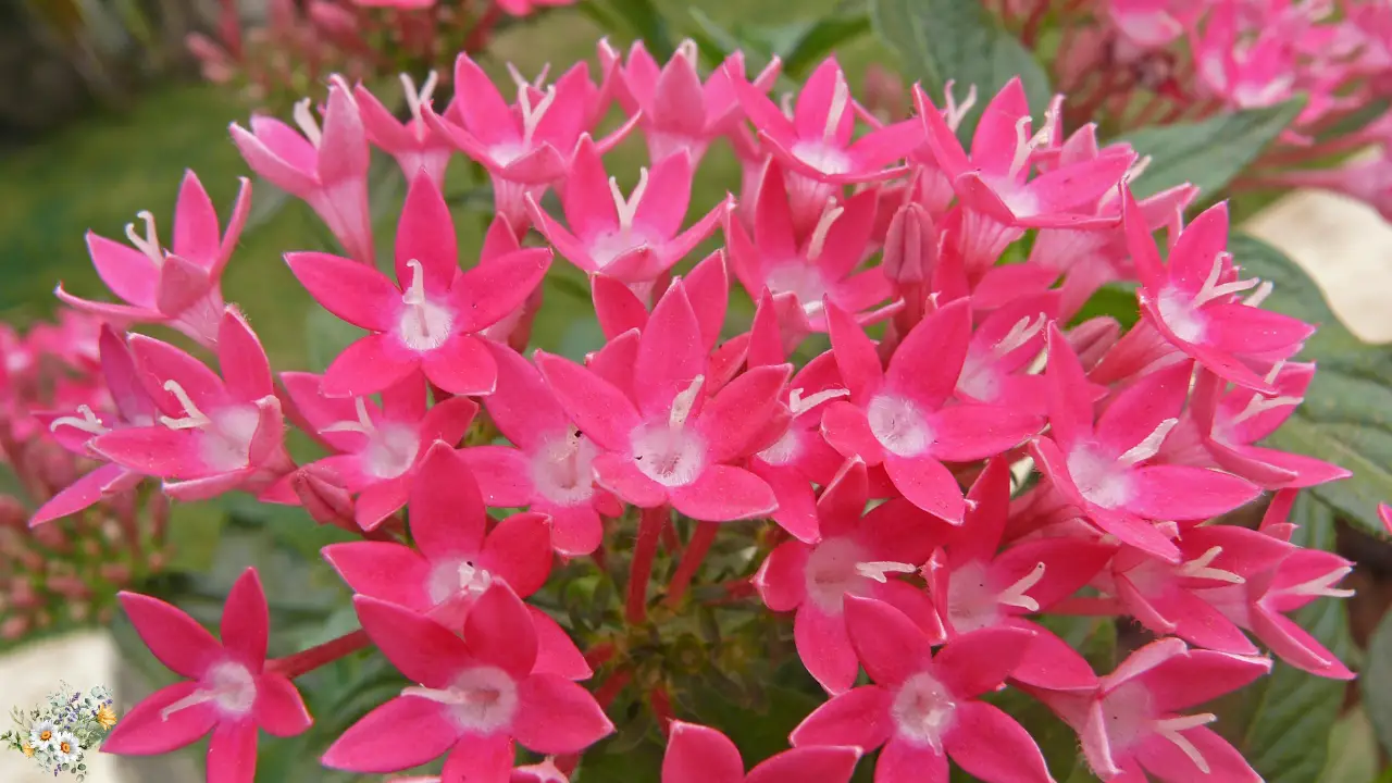 Top 10 Plants for a Dreamy Cottage Garden