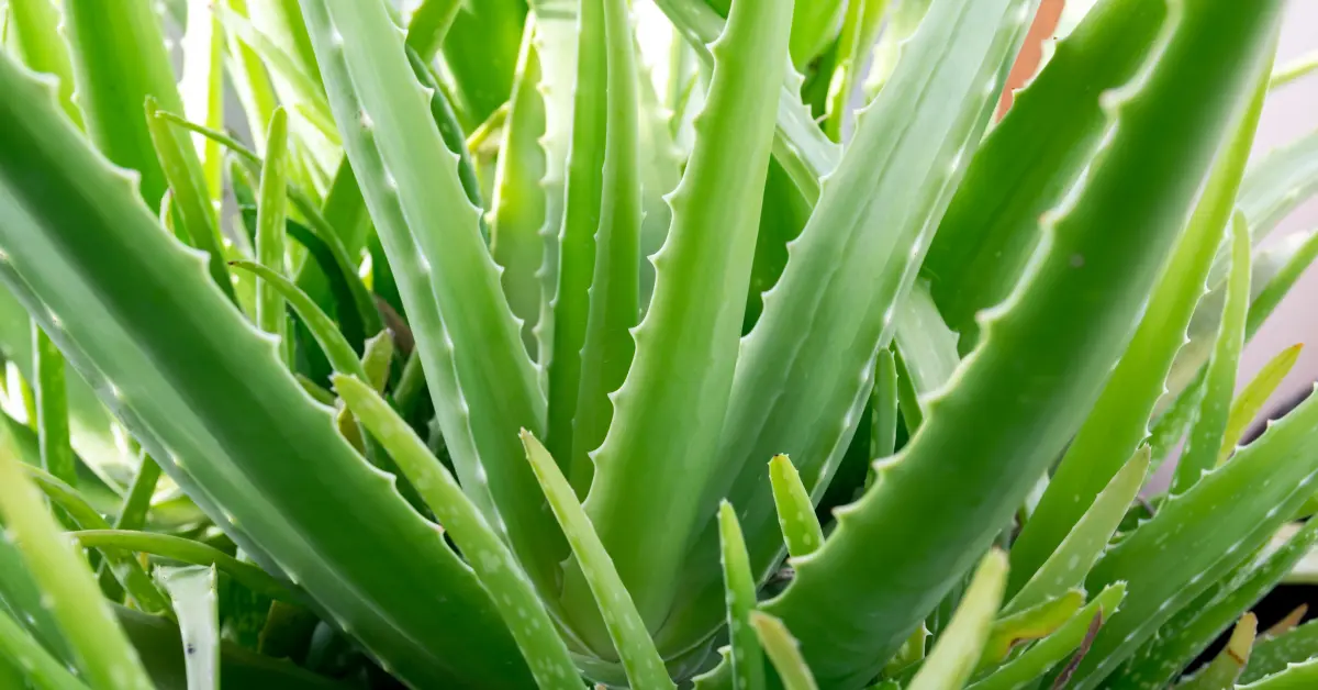 Aloe (Aloe vera)