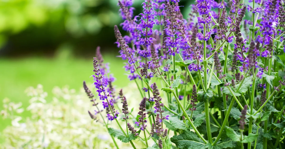 Best Flowering Plants for Full Sun in Florida: A Guide to Adding Color and Beauty