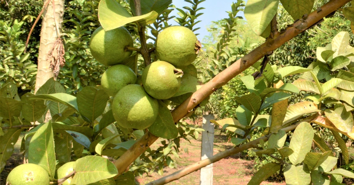 Best Fruits to Grow in Florida