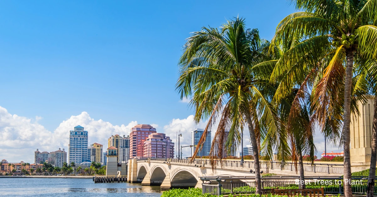 Top 10 Best Trees in Florida: Stunning & Effortless Choices