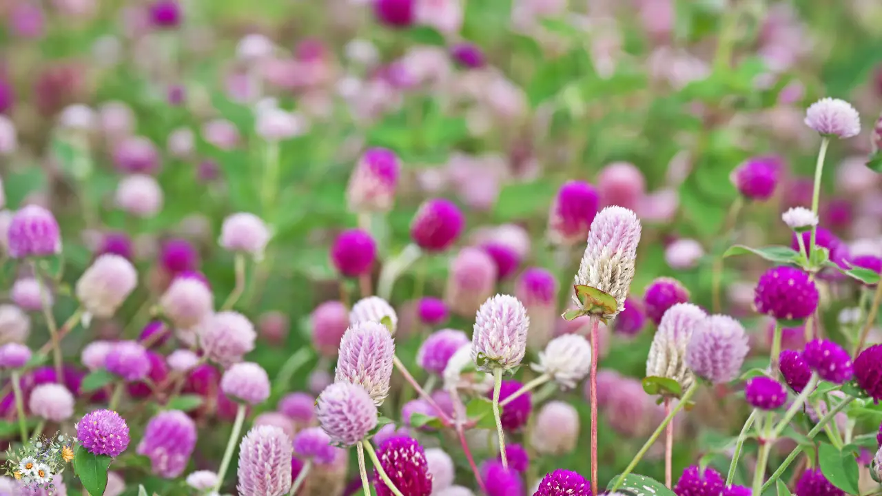 Top 10 Plants for a Dreamy Cottage Garden