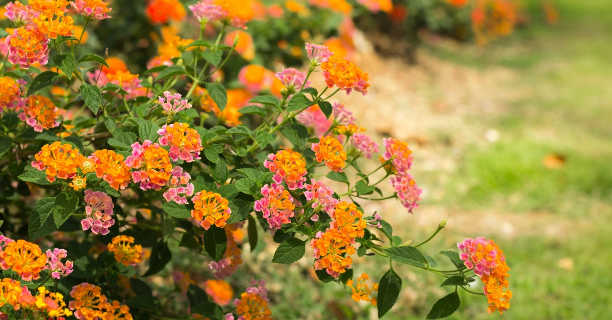Lantana (Lantana camara)
