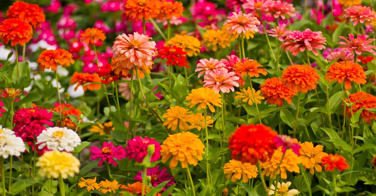 Best Flowering Plants for Full Sun in Florida: A Guide to Adding Color and Beauty