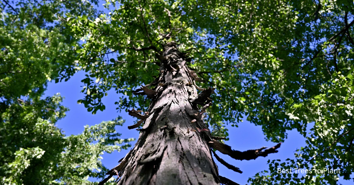 Top 10 Best Trees in Florida: Stunning & Effortless Choices