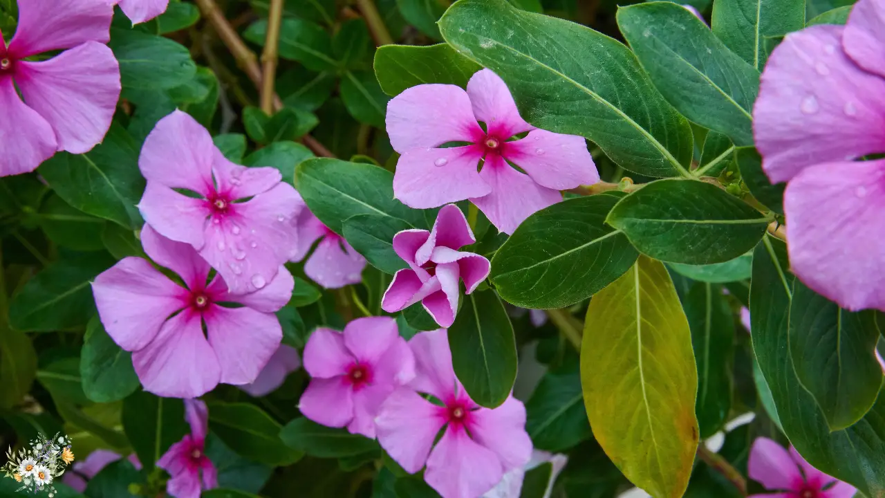 Top 10 Plants for a Dreamy Cottage Garden