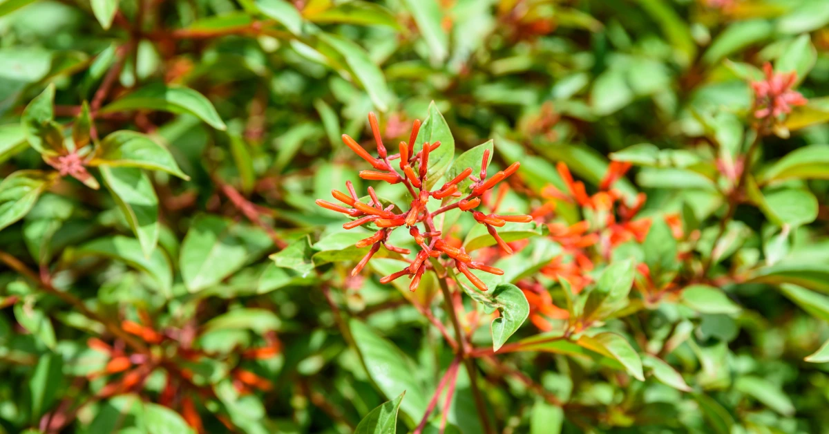 Dwarf Firebush