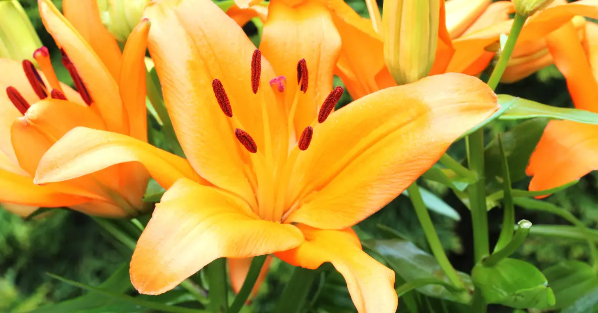 Best Flowering Plants for Full Sun in Florida: A Guide to Adding Color and Beauty