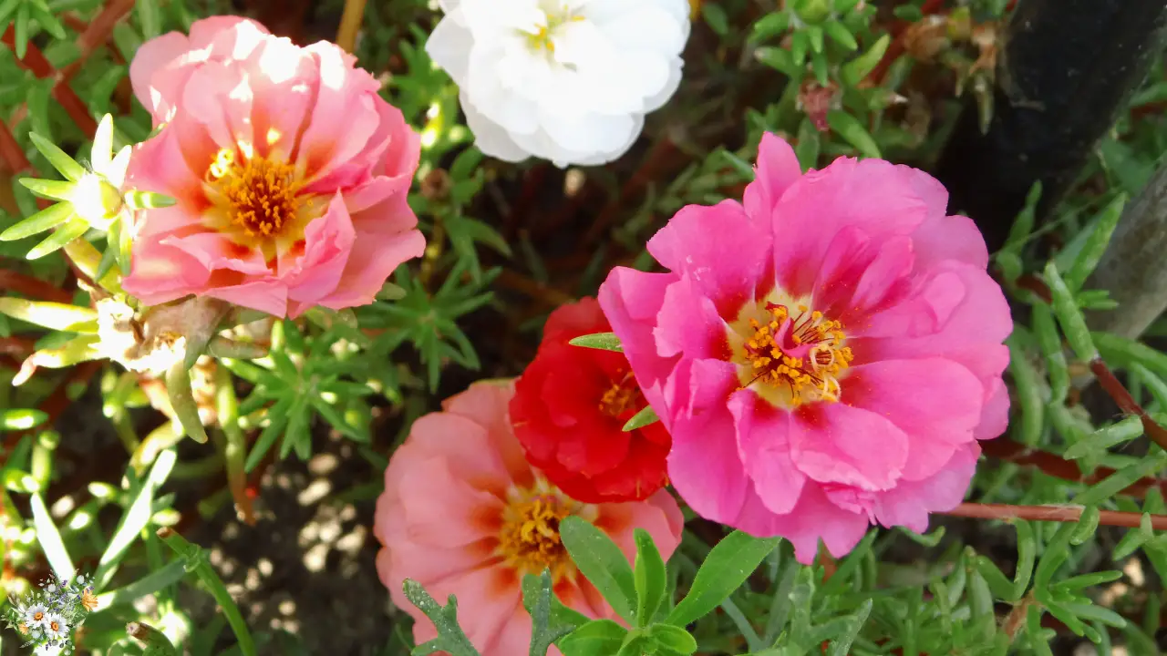 Top 10 Plants for a Dreamy Cottage Garden