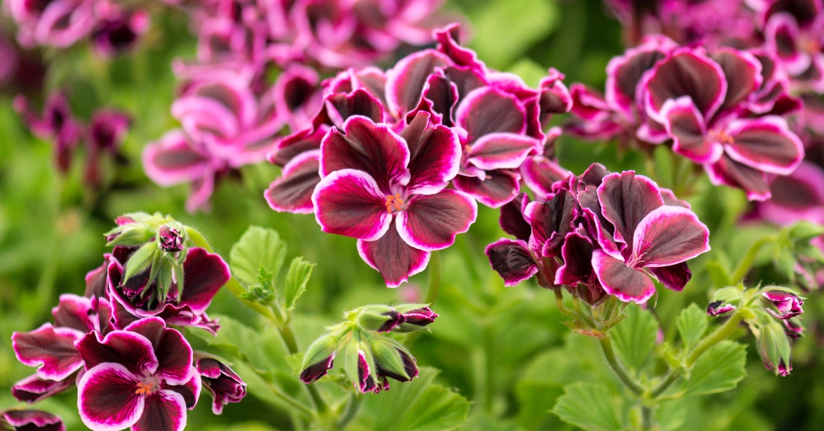 Geraniums (Pelargonium spp