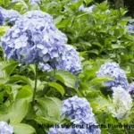 When Is the Best Time to Plant Hydrangeas in Florida