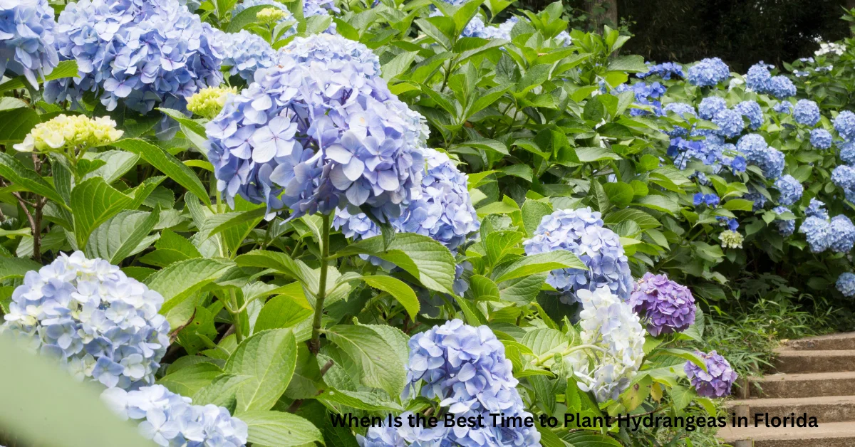 When Is the Best Time to Plant Hydrangeas in Florida