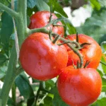 When Is the Best Time to Plant Tomatoes in Florida?