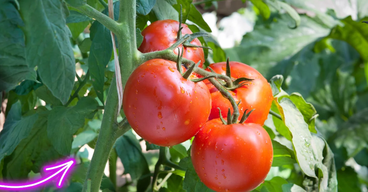 When Is the Best Time to Plant Tomatoes in Florida?