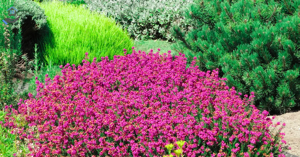Top10 Heat-Tolerant Picks Flowering Plants in Central Florida