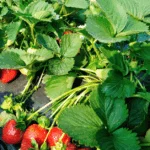 Best Time to Plant Strawberries in Florida: My Complete Guide