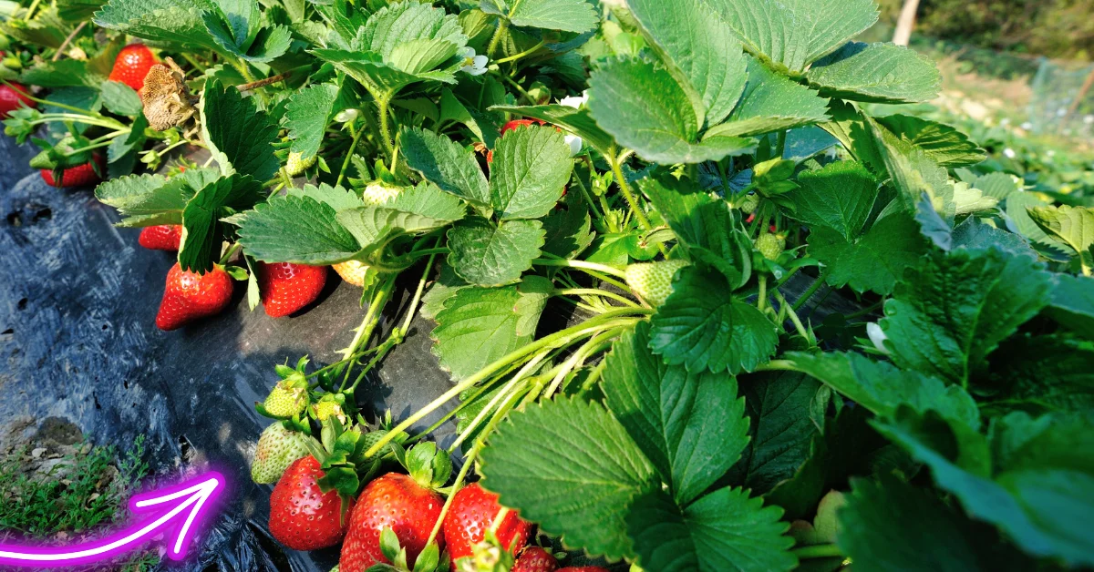 Best Time to Plant Strawberries in Florida: My Complete Guide