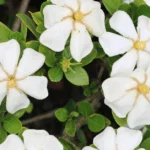 Best Time to Plant Gardenias in Florida: A Comprehensive Guide for Gardeners
