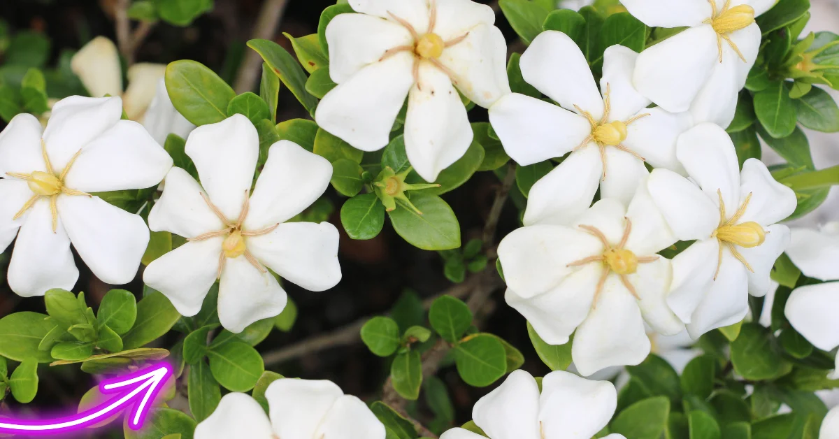 Best Time to Plant Gardenias in Florida: A Comprehensive Guide for Gardeners
