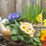 Best Flowering Plants for North Florida: Top Picks for Vibrant Gardens