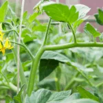 How Late Can You Plant Tomato Plants: A Complete Guide for Successful Late-Season Gardening