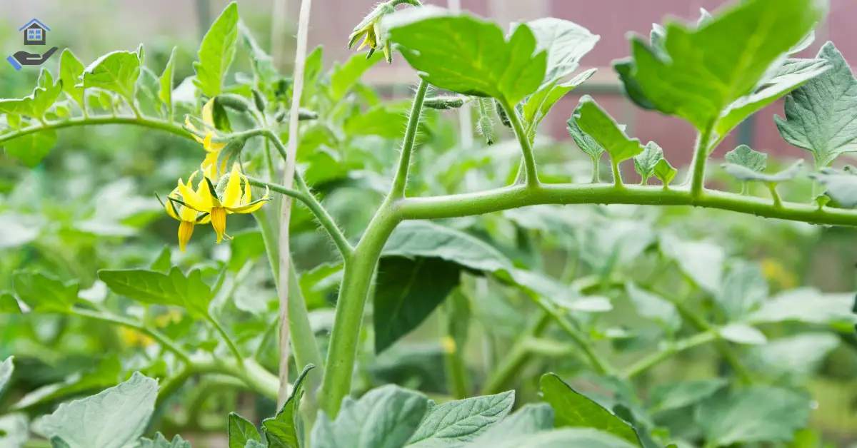 How Late Can You Plant Tomato Plants: A Complete Guide for Successful Late-Season Gardening