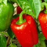 Best Food Plants to Grow in Florida: Top Choices for Home Gardeners