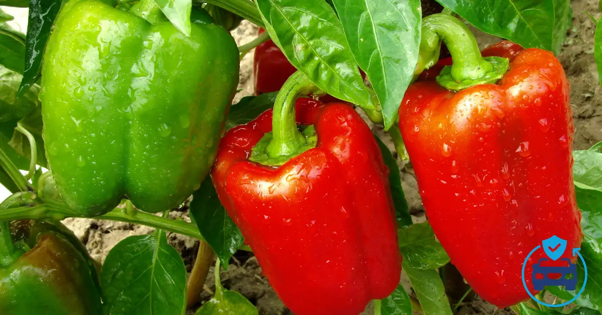 Best Food Plants to Grow in Florida: Top Choices for Home Gardeners