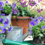 Best Flowers to Plant in North Florida: A Comprehensive Guide