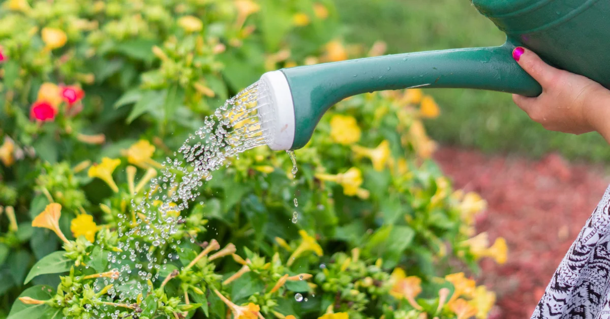 Best Flowers to Plant in Florida Winter: Vibrant Choices for a Colorful Garden