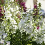 Best Flowering Shade Plants for Florida: Top Picks for Vibrant Shady Gardens