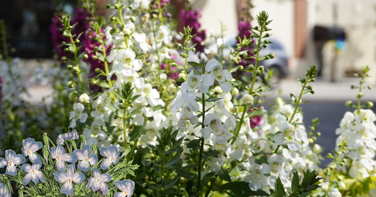 Best Flowering Shade Plants for Florida: Top Picks for Vibrant Shady Gardens