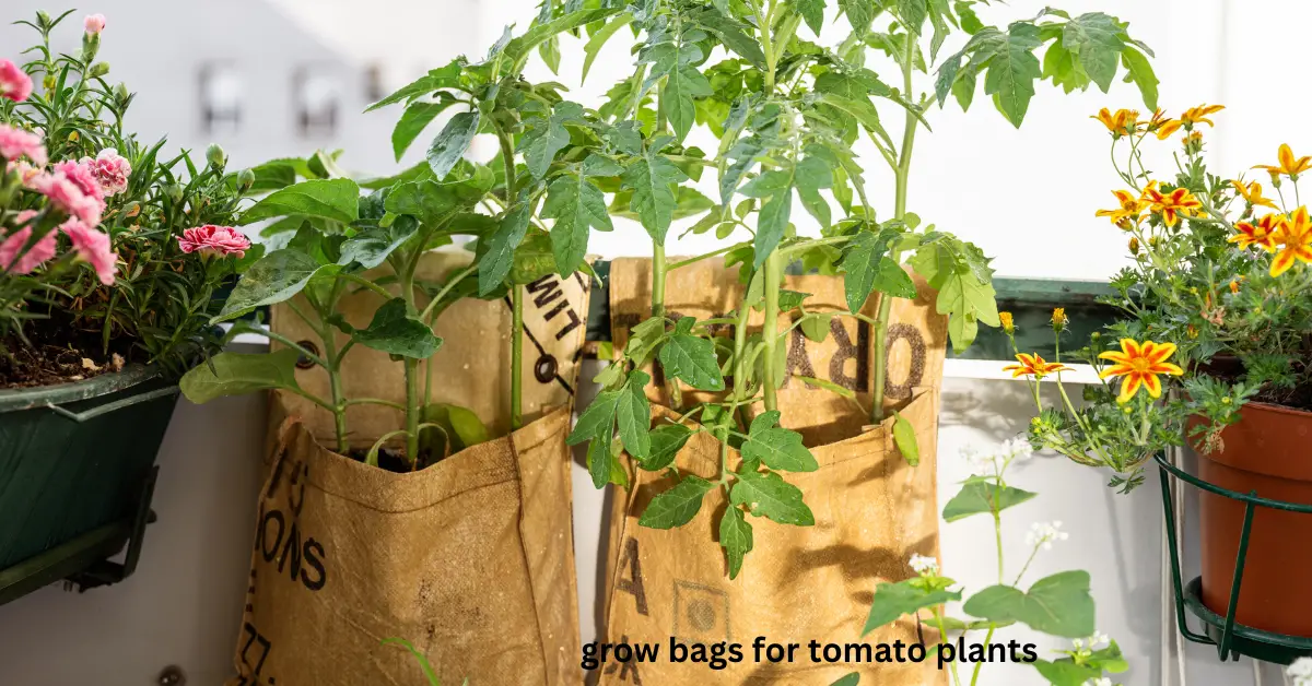 grow bags for tomato plants