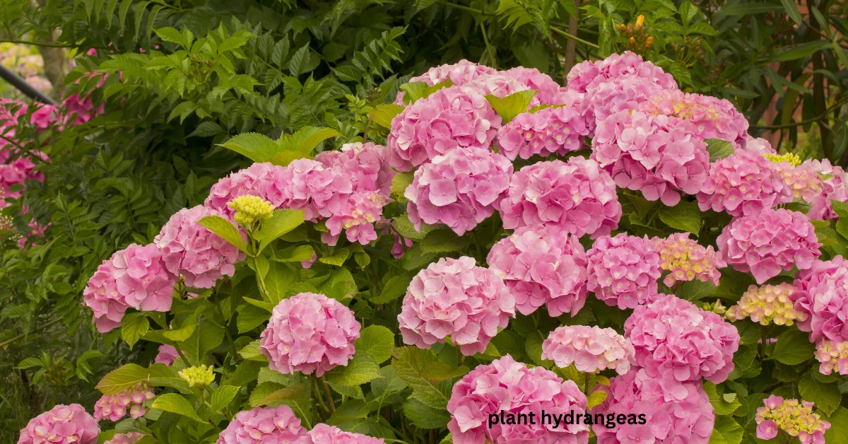 Best Time to Water Plants in Florida: Expert Tips and Schedules