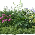 Best Flowering Plants for Southwest Florida: Vibrant Choices for Your Garden