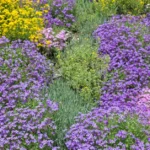 10 Best Ground Cover Plants for Florida – Native & Low-Maintenance Picks