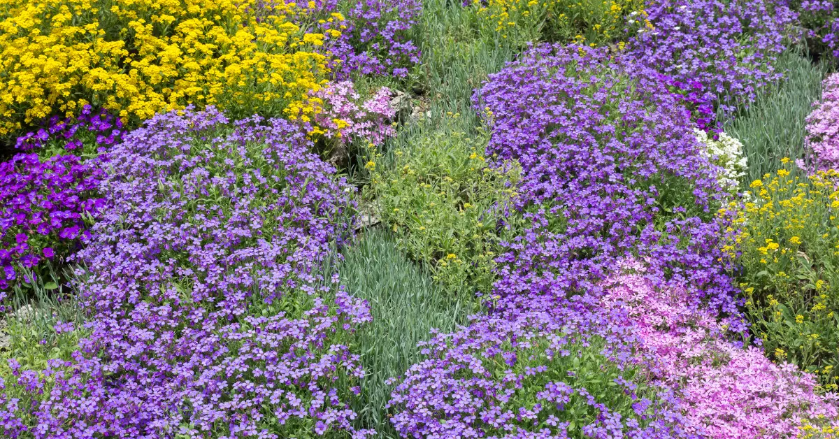 10 Best Ground Cover Plants for Florida – Native & Low-Maintenance Picks