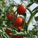 Do Woodchucks Eat Tomato Plants? A Comprehensive Guide for Gardene