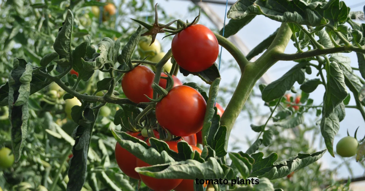 Do Woodchucks Eat Tomato Plants? A Comprehensive Guide for Gardene