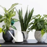 Best Plants for South Florida Landscaping