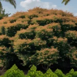 Best Bushes to Plant in Florida for Year-Round Beauty and Low Maintenance