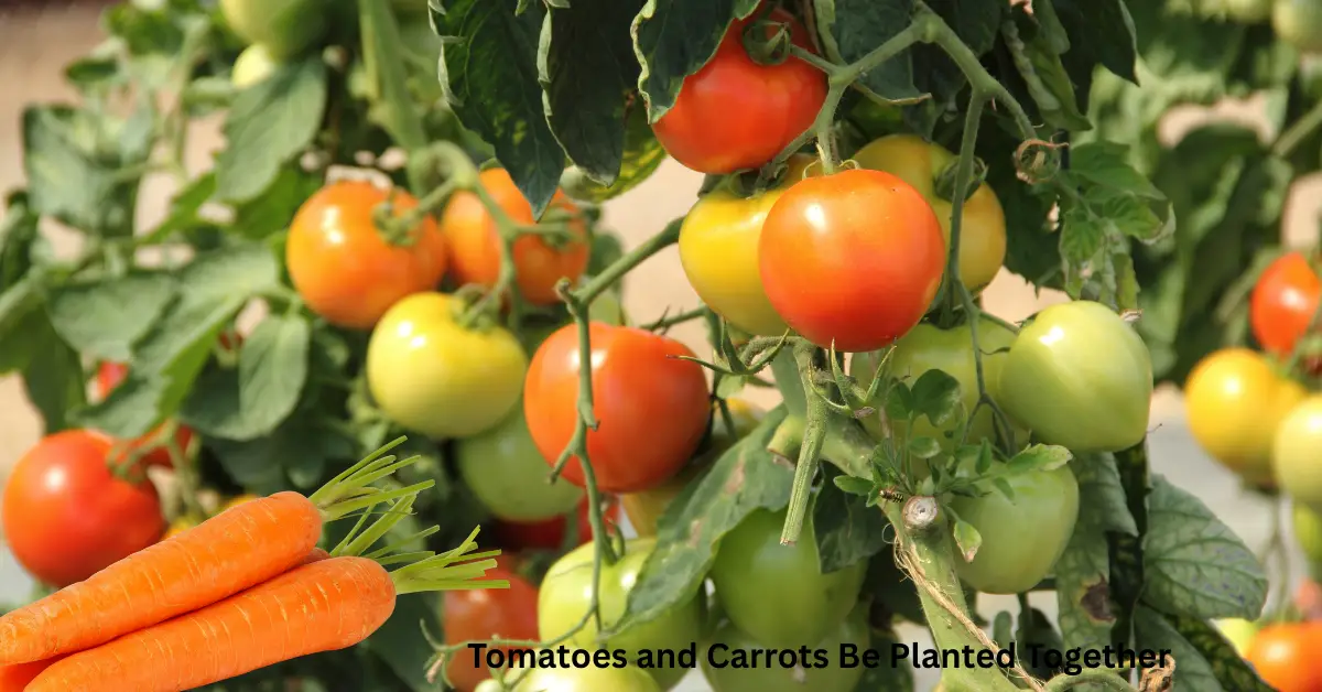 Tomatoes and Carrots Be Planted Together