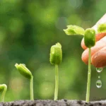 Best Plants to Grow in South Florida: Expert Tips and Recommendations
