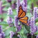 Best Butterfly Plants for Central Florida: A Guide to Attracting Pollinators