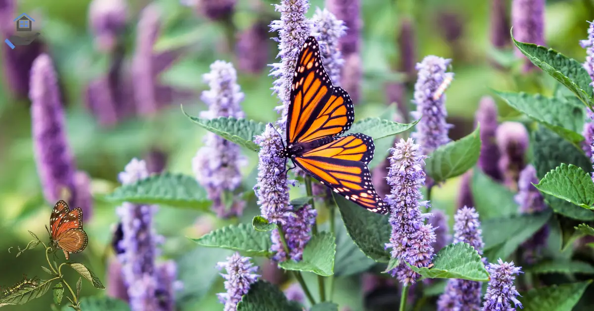 Best Butterfly Plants for Central Florida: A Guide to Attracting Pollinators