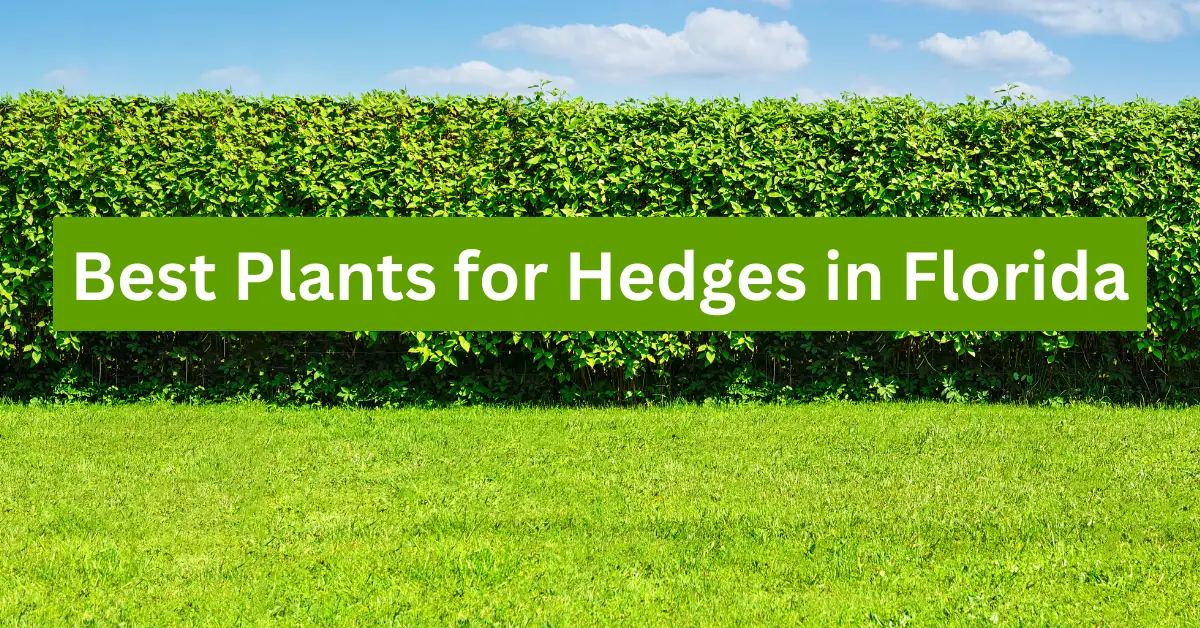 Best Plants for Hedges in Florida: A Comprehensive Guide