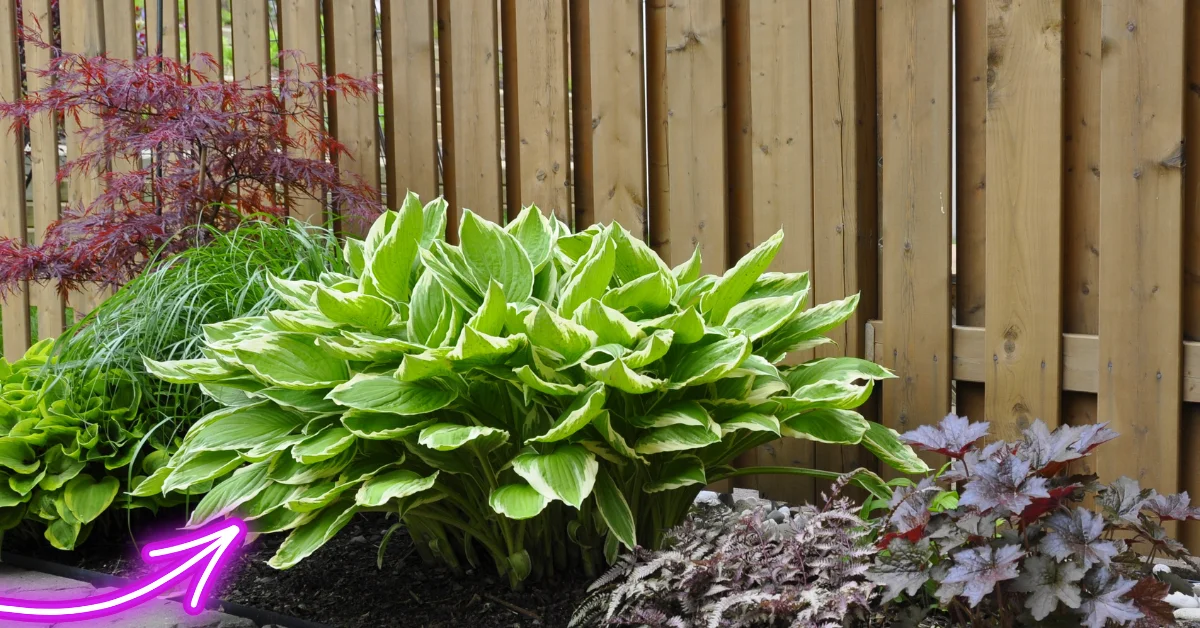 Best Plants for Shade in Florida: Thriving Greenery for Shady Spots