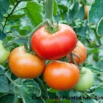 Can Peas Be Planted with Tomatoes